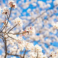 桜が開花して春のはじまりの写真