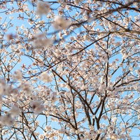 青空に満開に咲く開花した桜の木の写真