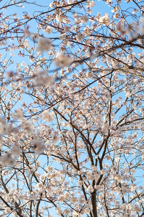 青空に満開に咲く開花した桜の木