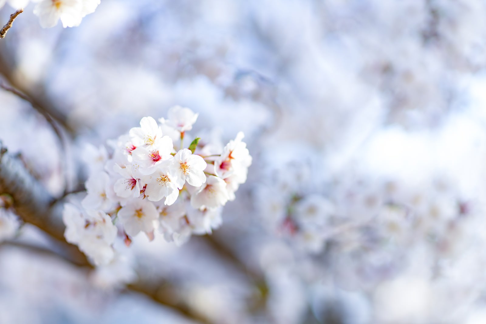 薄いピンク色の桜の花が開花している様子を撮影した写真