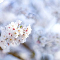 満開に開花した桜の花と枝 春の季節の写真