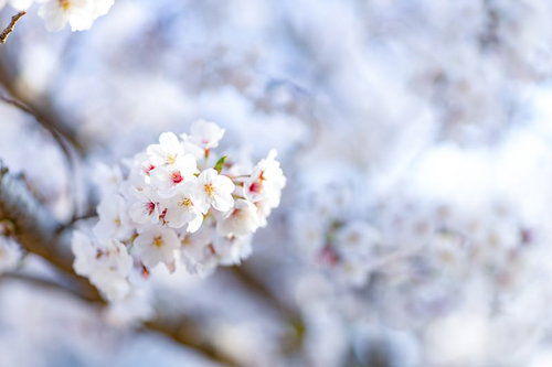 満開に開花した桜の花と枝 春の季節