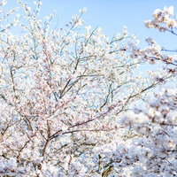 青空に光を浴びる満開の桜の花々の写真