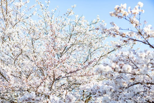 青空に光を浴びる満開の桜の花々