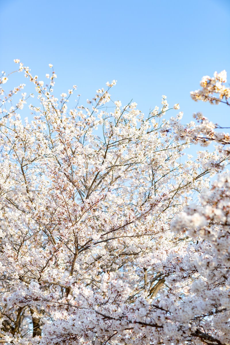 見上げた満開の桜と青空