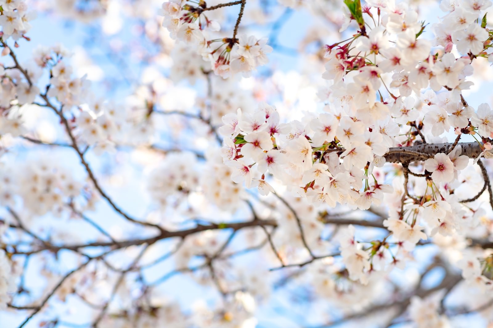 青空を背景に満開の桜の花が咲く枝の写真