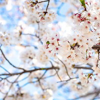 青空に映える満開の桜の花咲く枝の写真