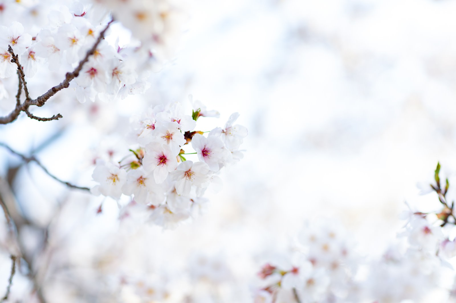 春の陽射しを浴びて満開に咲く桜の花