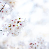 春の陽射しを浴びて満開に咲く桜の花と青空の写真