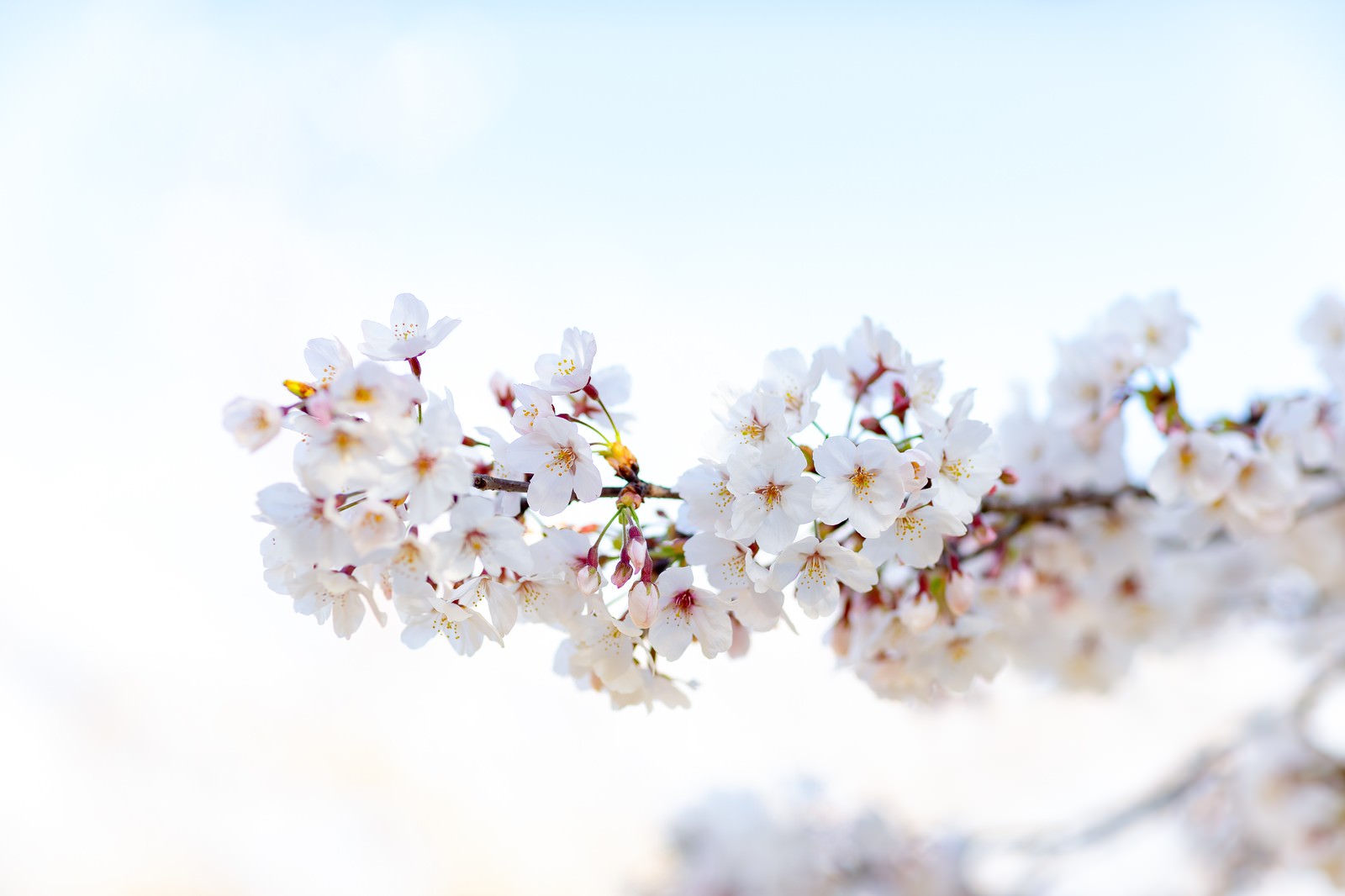 薄いピンク色の満開の桜の花と青空