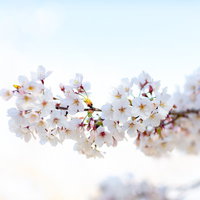 霞む空に訪れる満開の桜 春の季節感を彩るピンク色の花々の写真