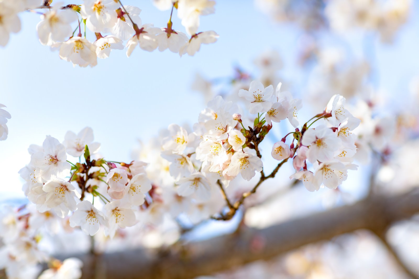 満開の桜の花が咲く枝に春の木漏れ日が差し込む様子