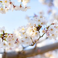 春の木漏れ日と満開の桜、やわらかな光に透ける花弁の写真