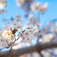 陽気な桜の開花、青空に映える満開の春景色の写真