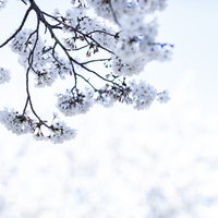春の日差しに包まれる満開の桜の枝の写真