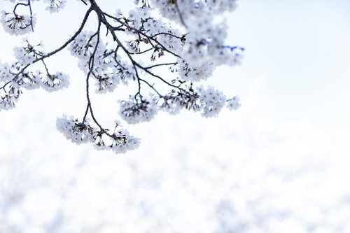 春の日差しに包まれる満開の桜の枝