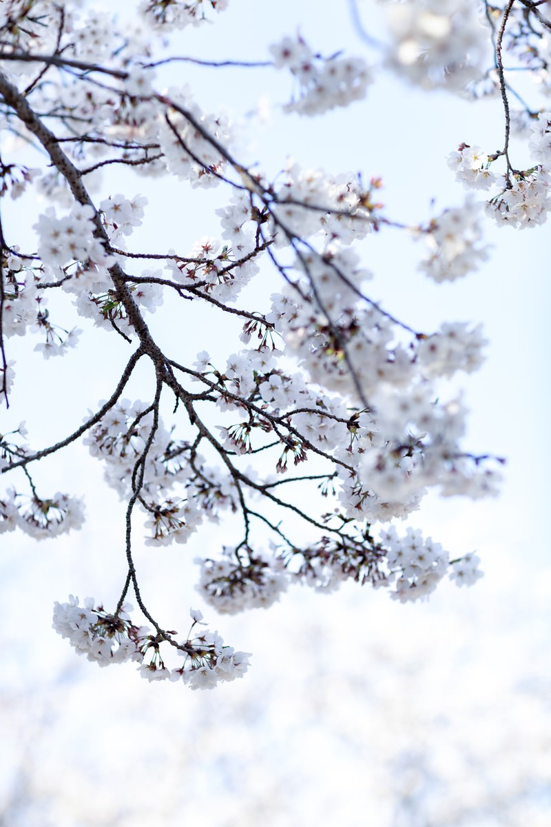 見上げた青空と八分咲きの桜の枝