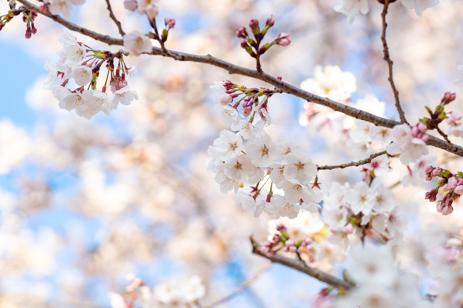 青空を背景に咲く桜の花とつぼみが枝についている春の風景