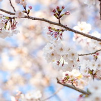 つぼみから次々と開花する桜の枝 春の季節感を表現した花見の写真