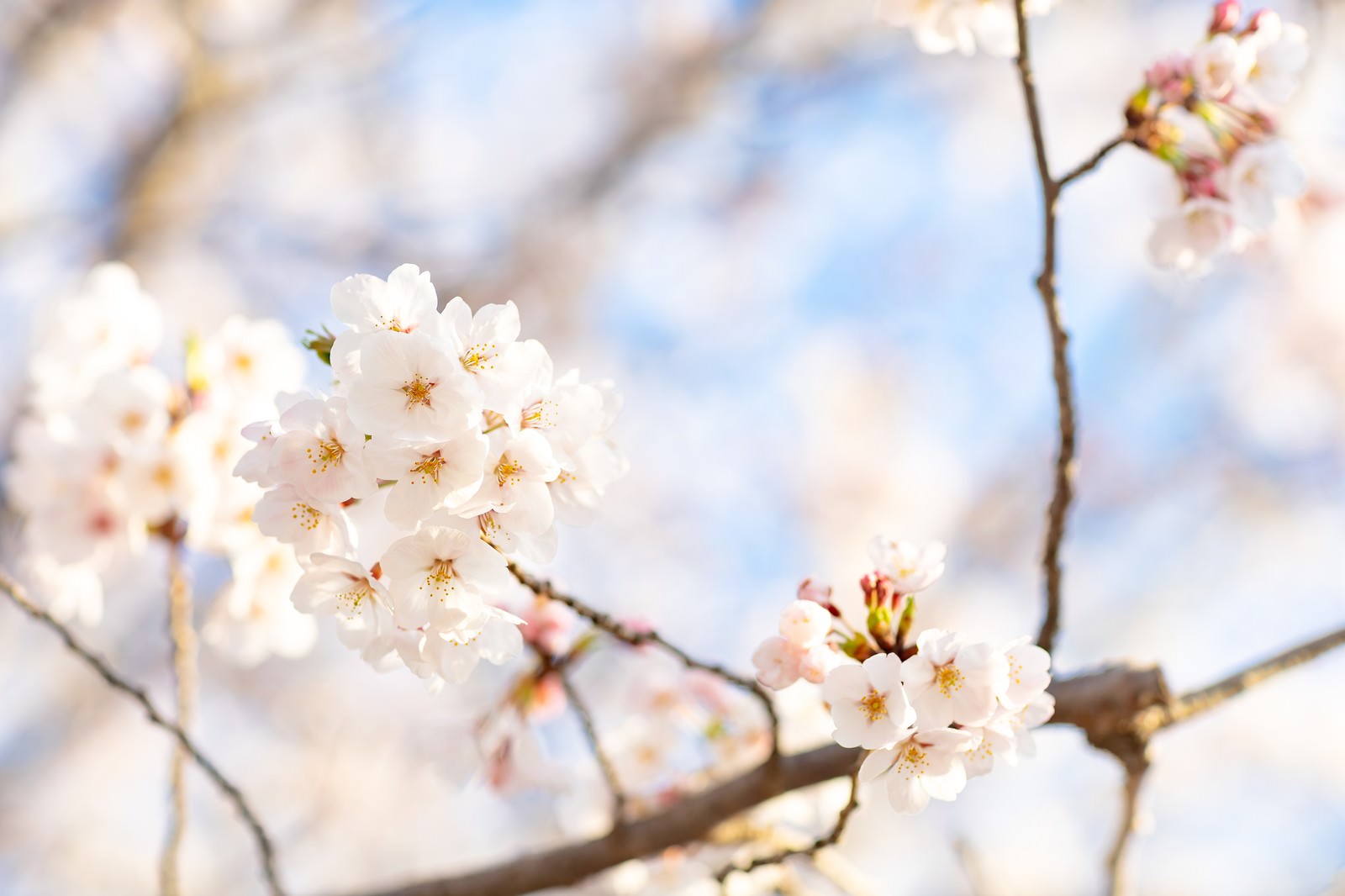 青空を背景に満開に咲く淡いピンク色の桜の花