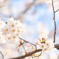 桜にそそぐ春の陽射し、満開の桜と青空の春景色の写真