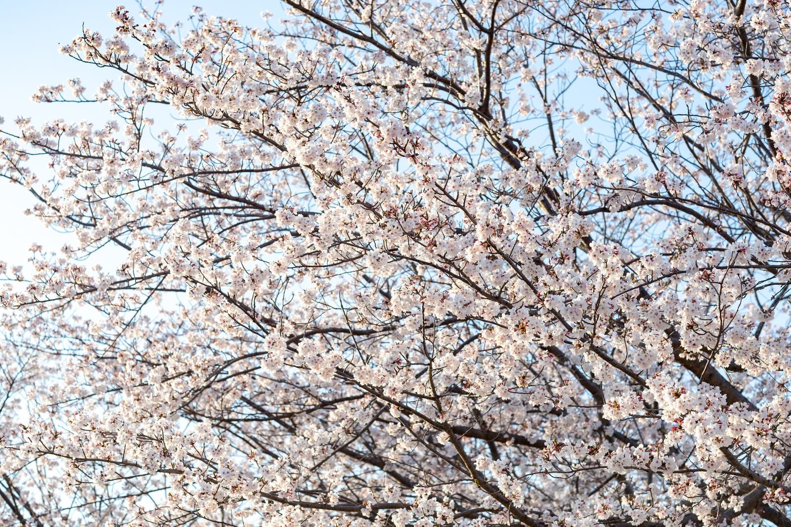 青空を背景に満開に咲く桜の花