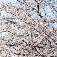 霞み行く空に咲く満開の桜の木と春の青空の風景の写真