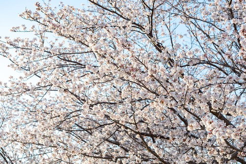 霞み行く空に咲く満開の桜の木と春の青空の風景