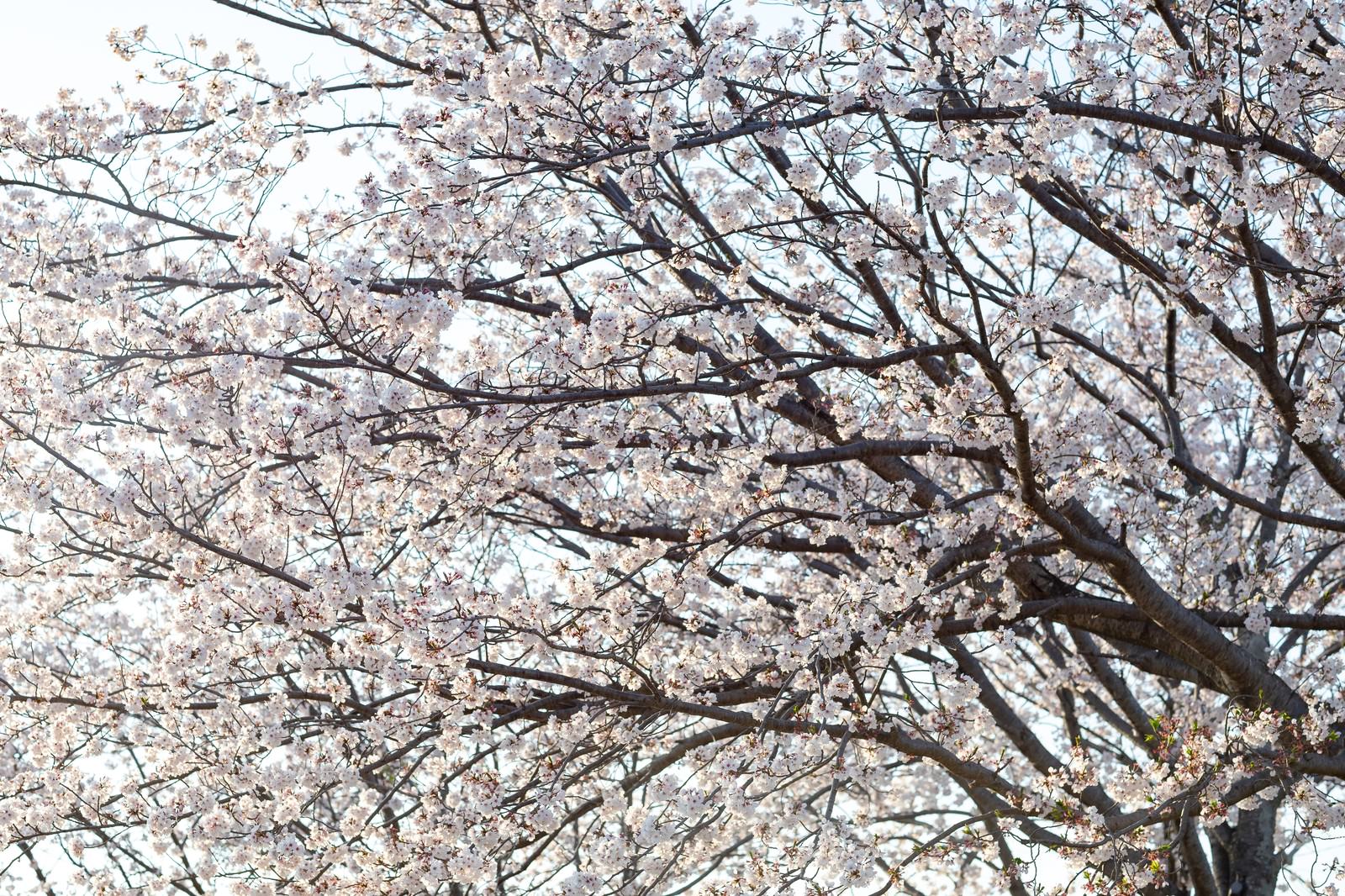 青空を背景に満開の桜の花が咲く木の枝