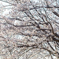 青空に伸びる満開の桜の木の写真