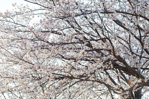 青空に伸びる満開の桜の木