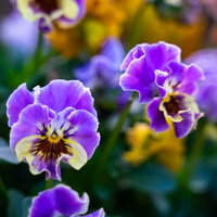 紫色を基調とした色鮮やかなパンジーの花が咲く春の庭園の写真