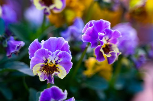 紫色を基調とした色鮮やかなパンジーの花が咲く春の庭園