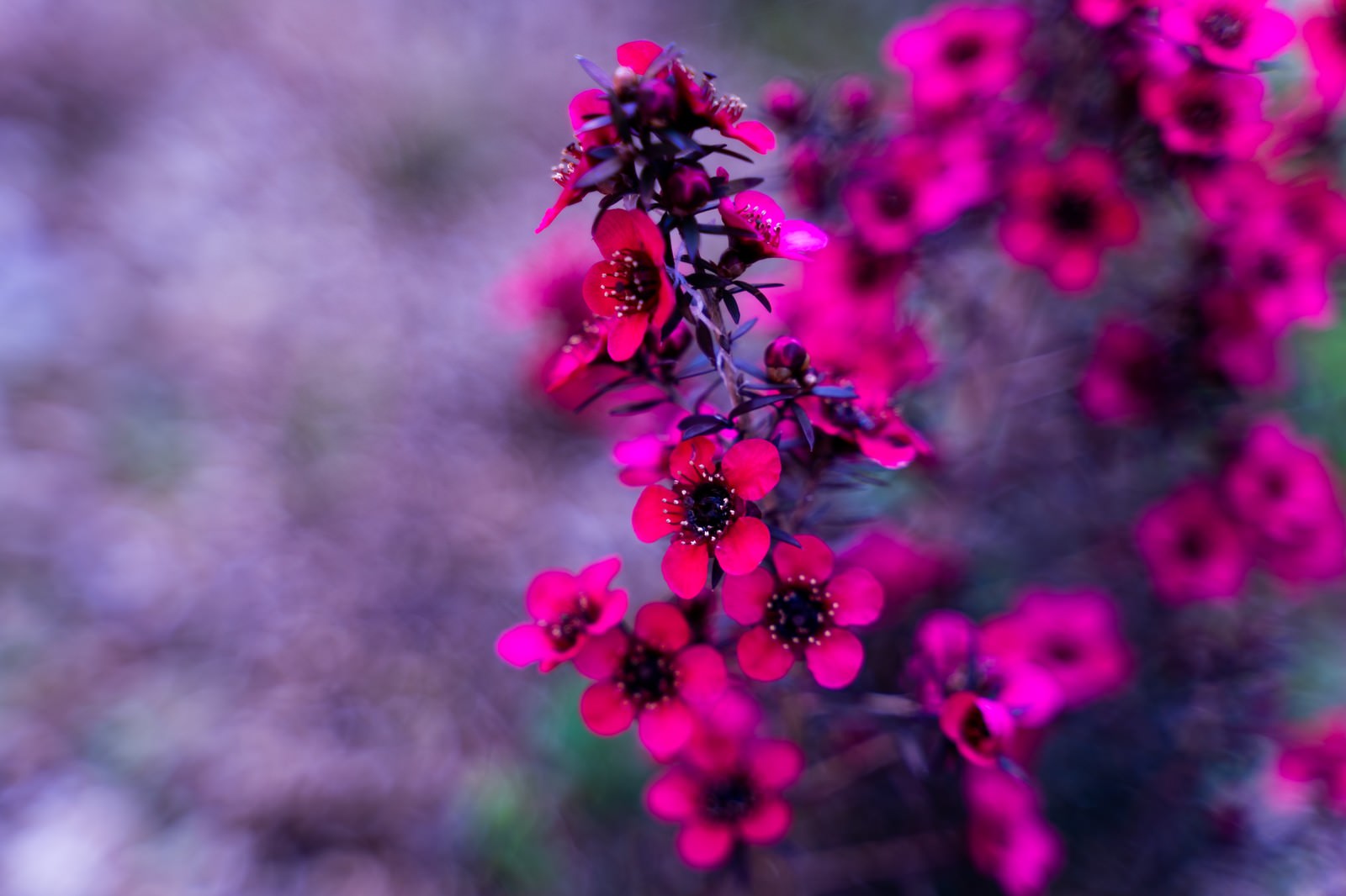 ピンク色の小花が密集して咲いている花の写真