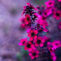 ピンク色の小花が密集して咲く花。春の庭園で房状に開花の写真