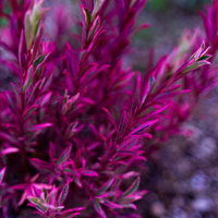 マゼンタ色の葉が密集する低木植物の写真
