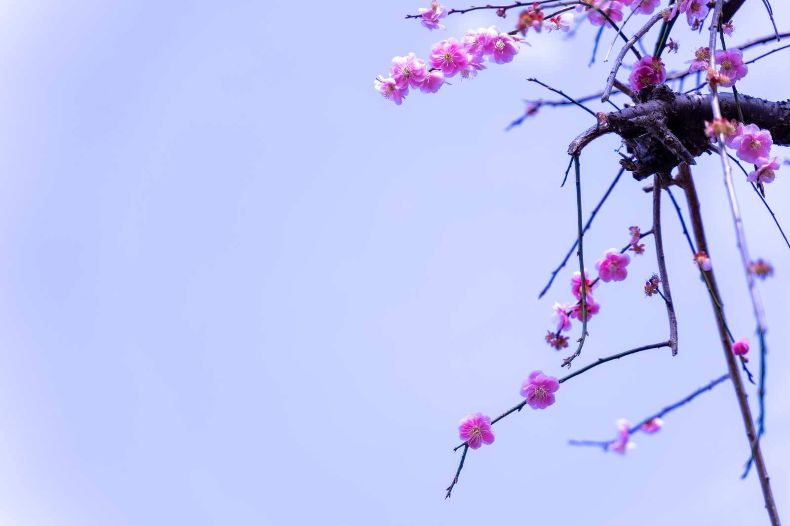 薄いピンク色の梅の花が枝に咲いている様子