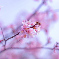 淡いピンクに染める桜の花と蕾の写真