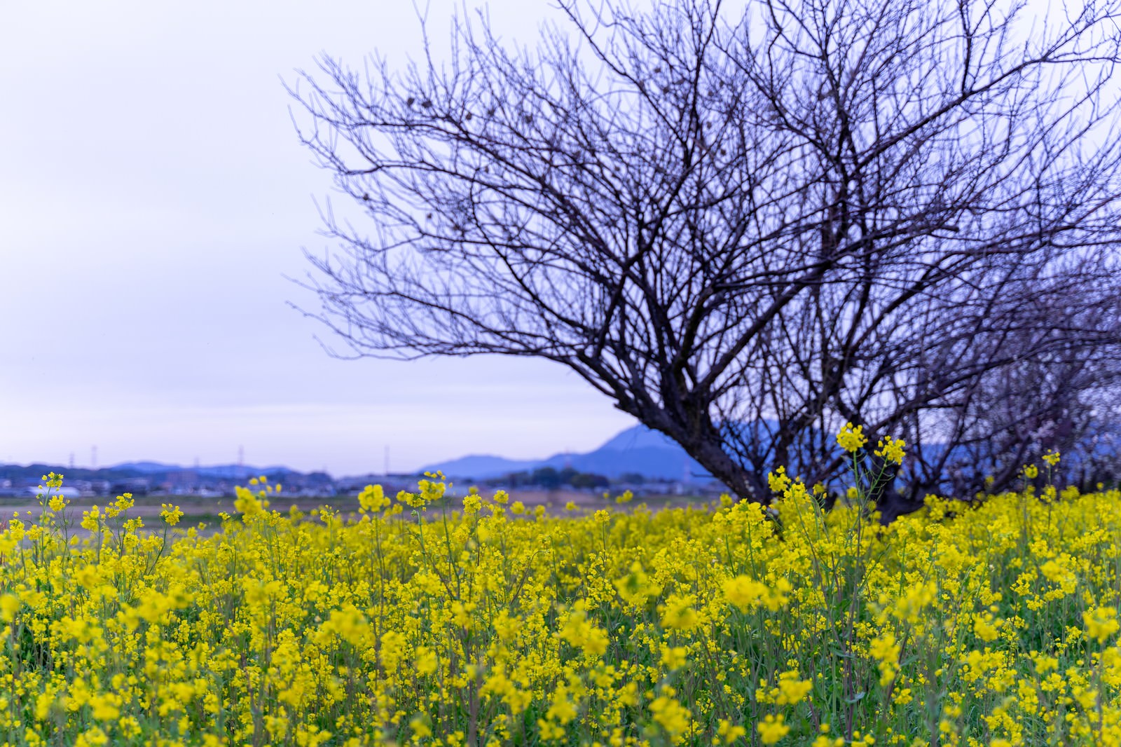 曇り空の下で黄色い菜の花が咲く花畑と枝を伸ばす木