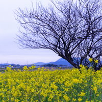 曇り空に咲く菜の花と枝を伸ばす木の早春風景の写真