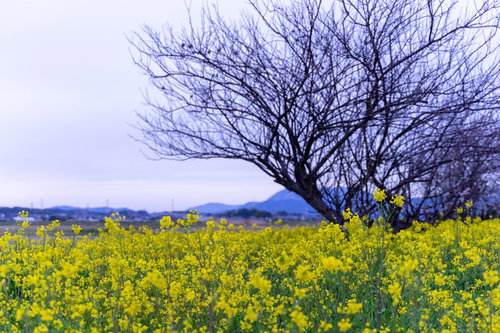 曇り空に咲く菜の花と枝を伸ばす木の早春風景
