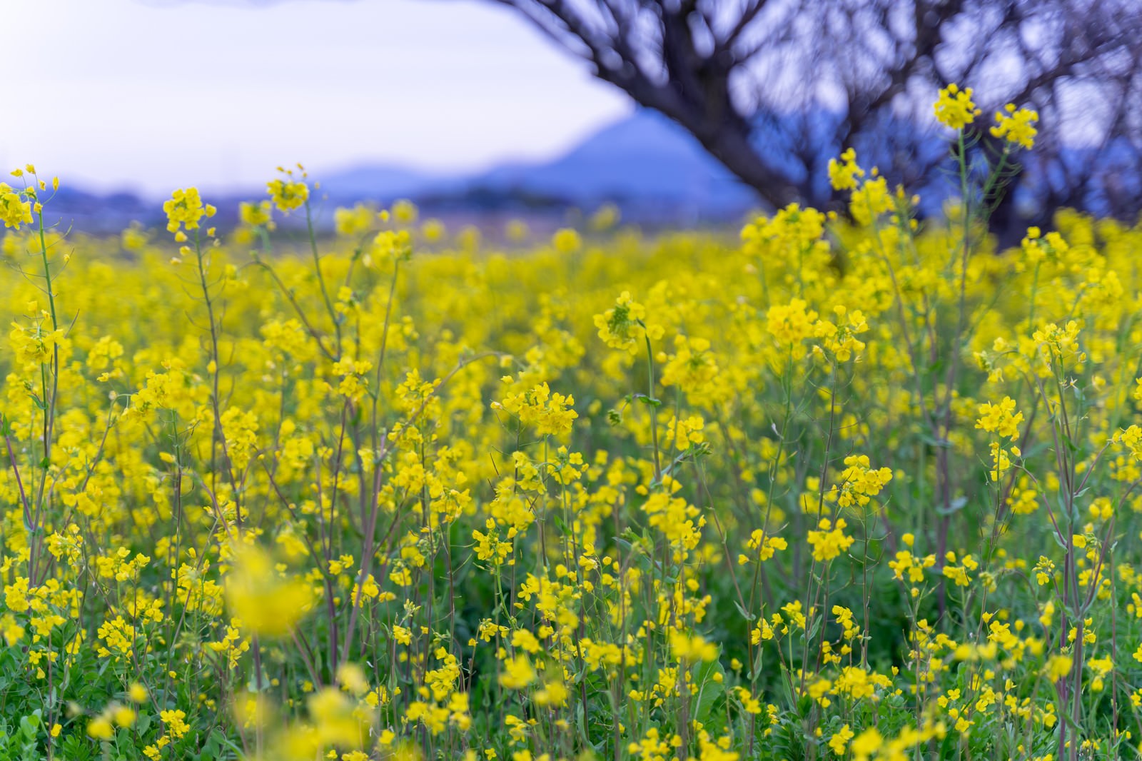 一面に咲く黄色い菜の花畑、手前の花にピントが合った春の風景