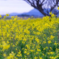 野に咲く菜の花、春の花畑の写真