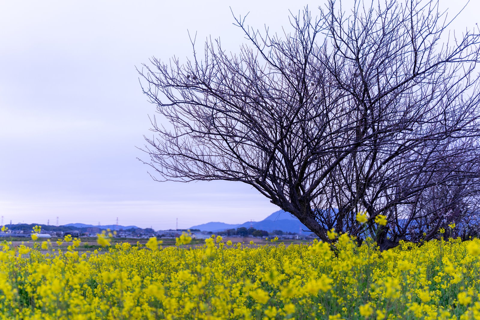 葉を落とした木の下に咲く黄色い菜の花畑と薄紫の空