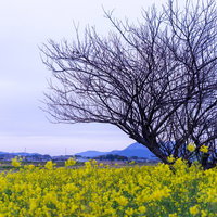 春を待つ寂しげな木々と菜の花畑の開花風景の写真