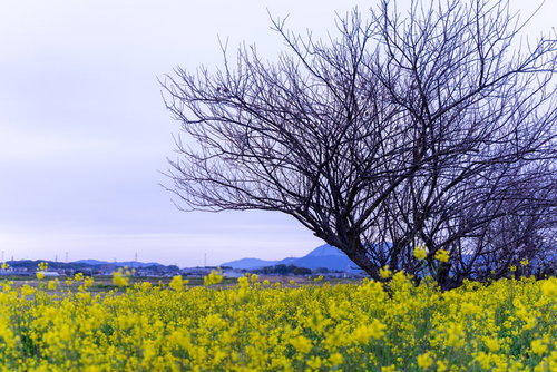 春を待つ寂しげな木々と菜の花畑の開花風景