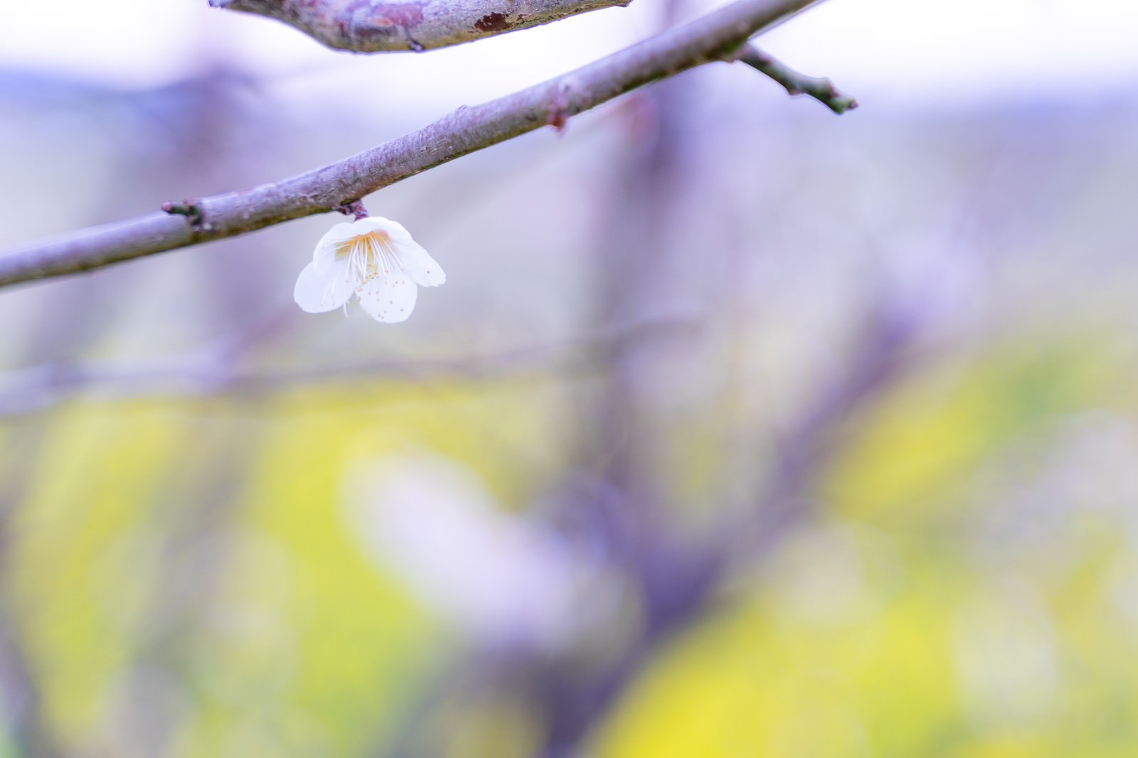 白い梅の花が一輪咲いている枝の写真
