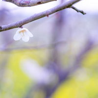 開花した枝に付く一粒の梅の花の写真