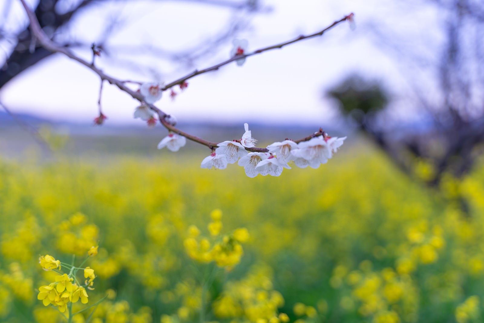 白い梅の花が咲く枝と背景に広がる黄色い菜の花畑の春景色
