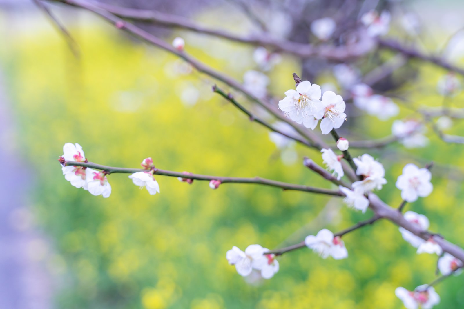 白い梅の花が枝に咲き、背景に黄色い菜の花がぼけて見える春の風景